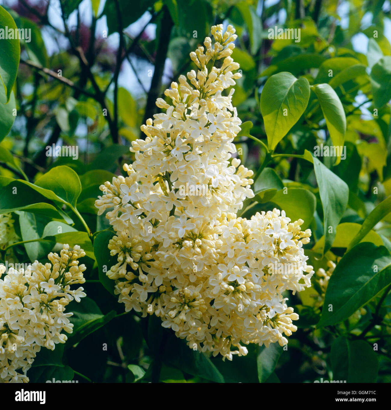 Syringa vulgaris - `Primrose'   TRS016534 Stock Photo